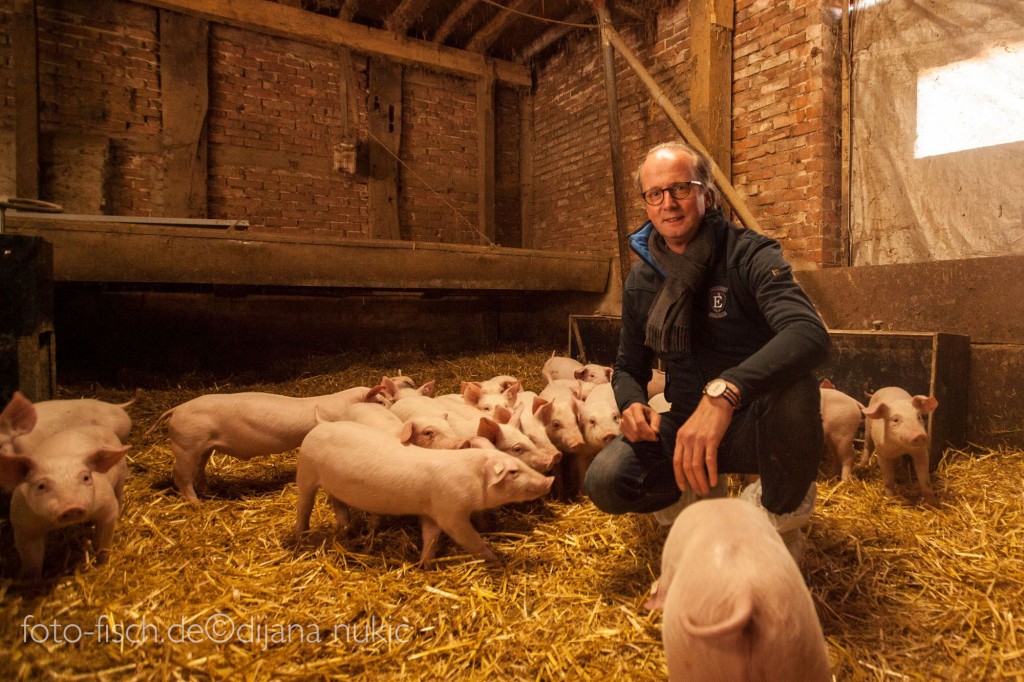 Herbert Dohrmann hockend mit seinen vielen Schweinen im Stall