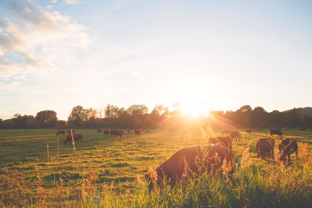 Kühe grasen bei Sonnenuntergang auf einer Weide