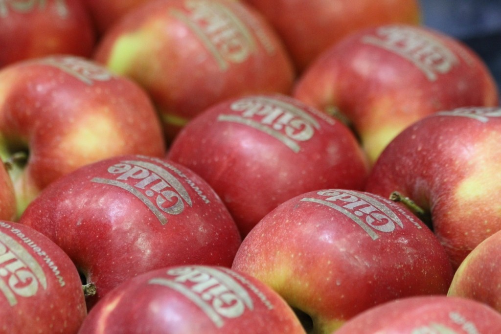 Mehrere Äpfel "bedruckt" mit dem Gilde-Logo und der ZENTRAG-URL