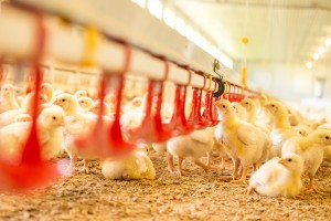 Trink- und Essensvorrichtungen im Hühnerstall der Schlachterei Groß